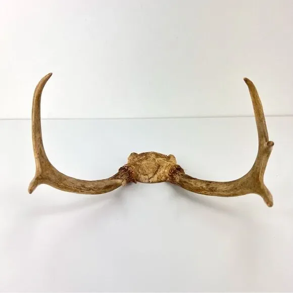 Vintage Deer Antler 7 Point Buck Skull Cap